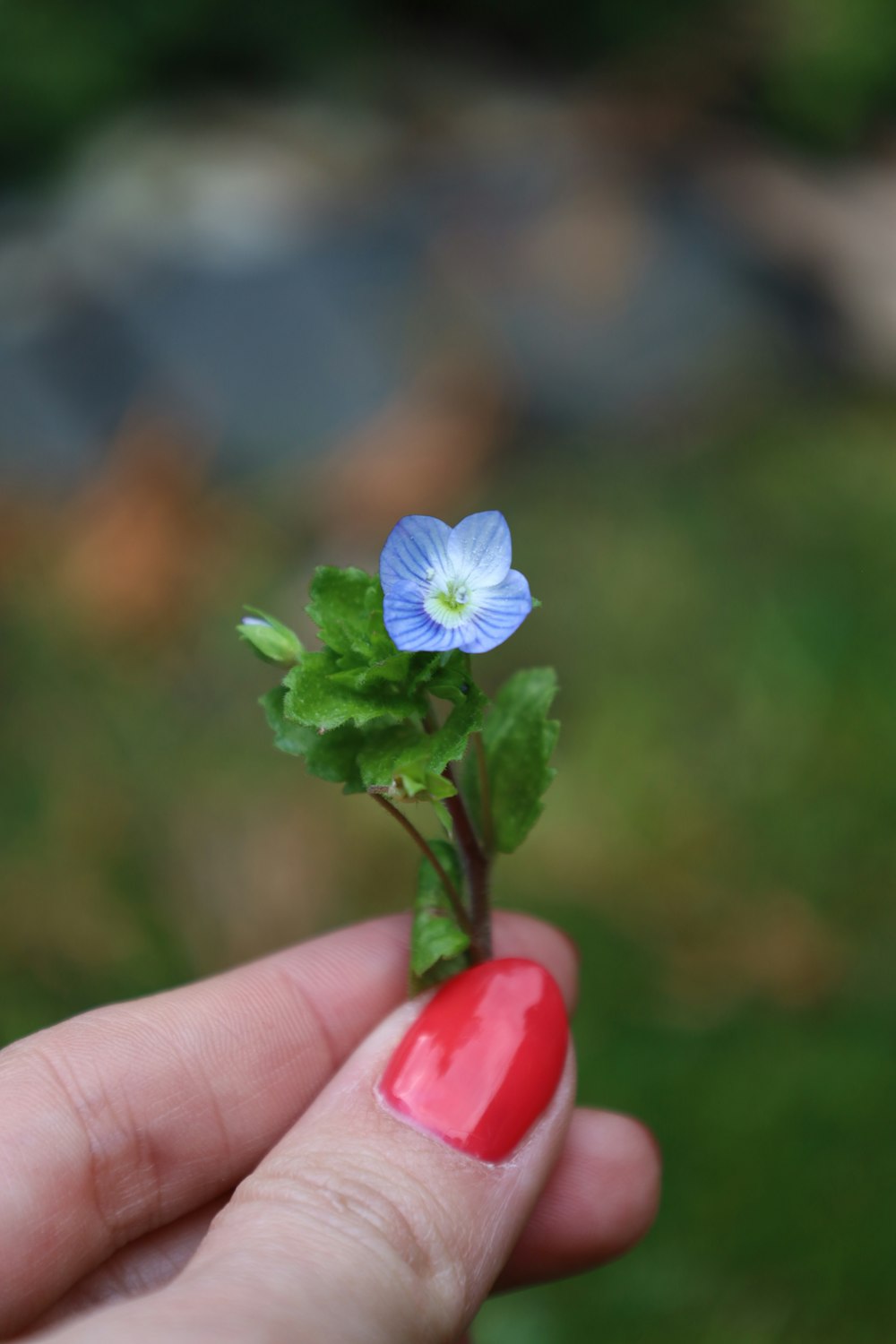 a person holding a tiny blue flower in their hand