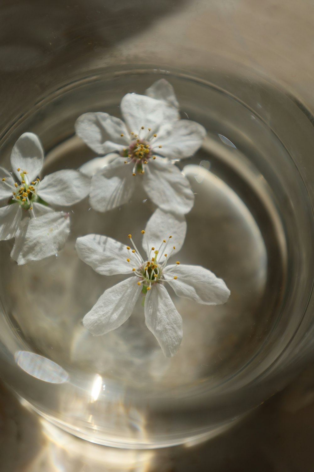 three white flowers floating in a glass of water