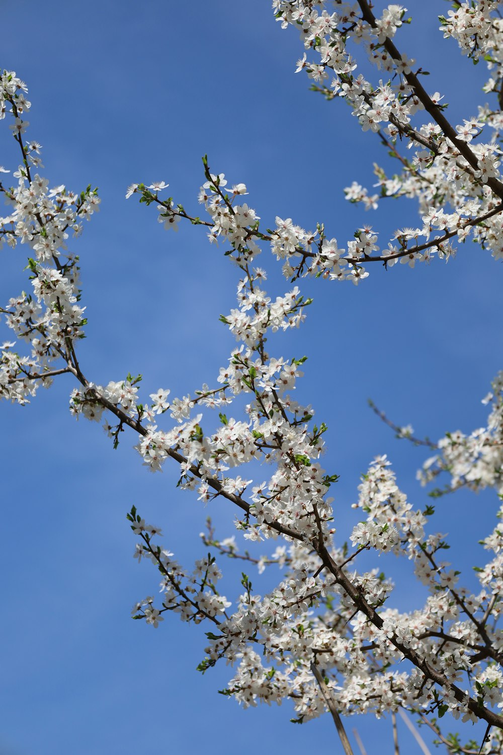 a tree branch with white flowers against a blue sky