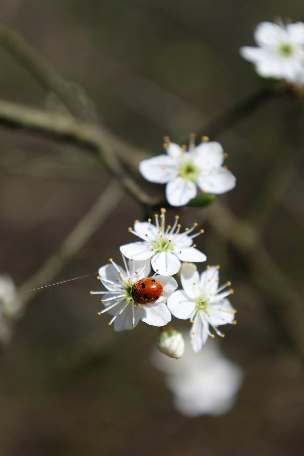 a ladybug sitting on a white flower