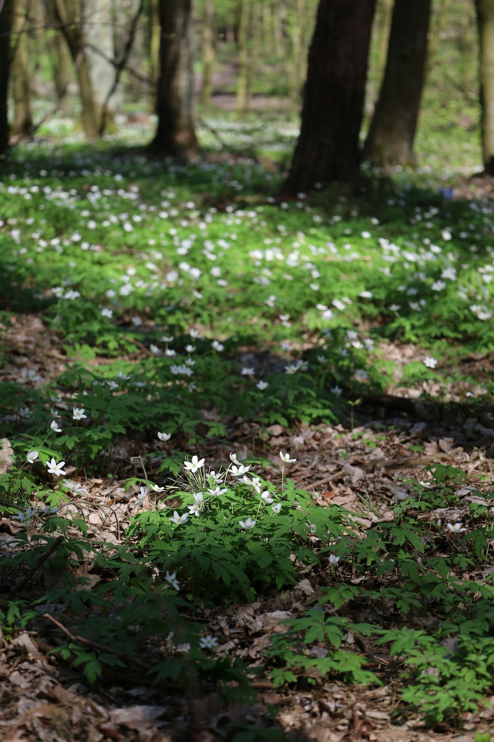 a forest filled with lots of green and white flowers