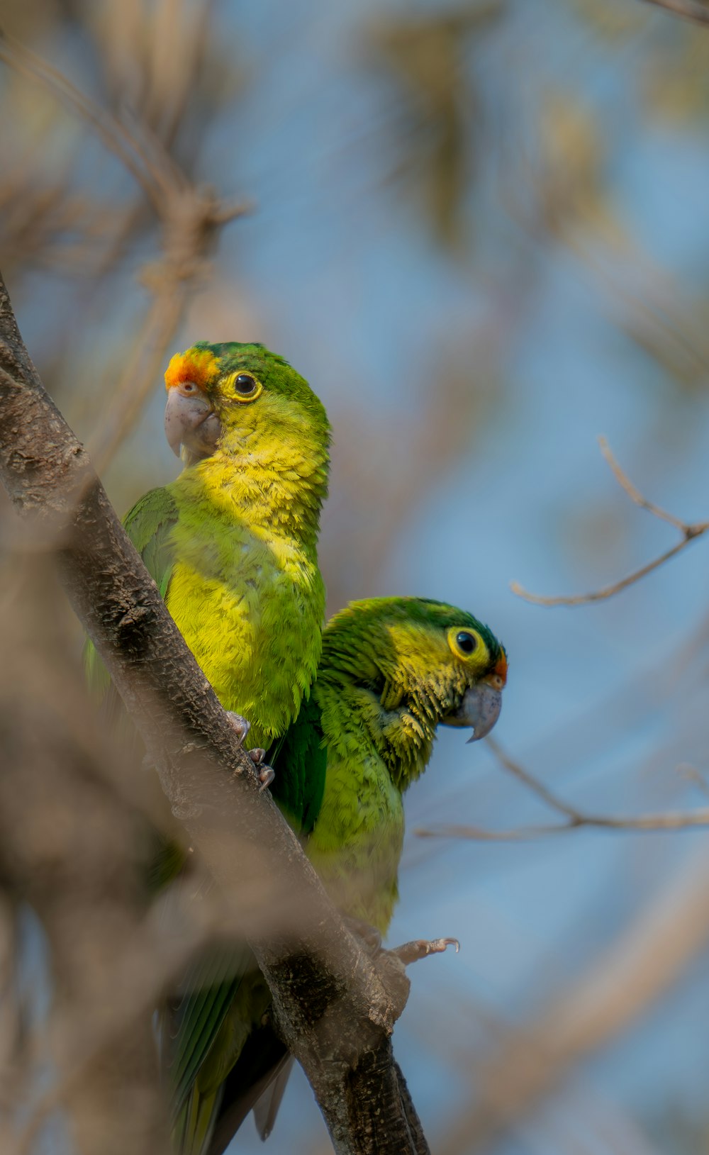 a couple of green birds perched on top of a tree branch
