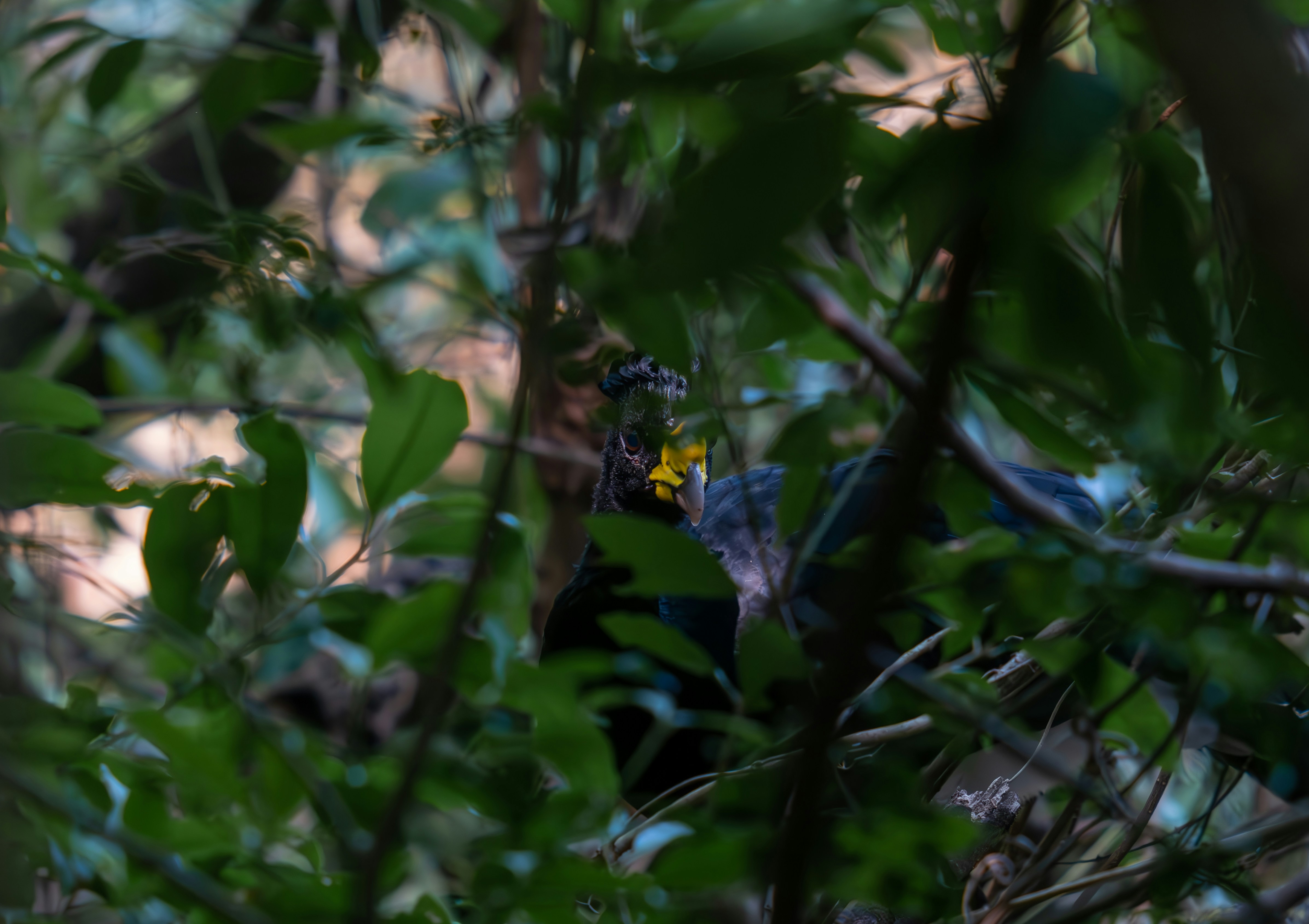 a bird is sitting in the branches of a tree