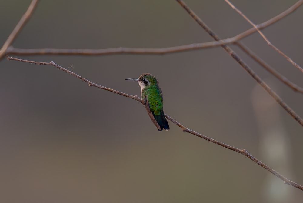 a small green bird perched on a branch