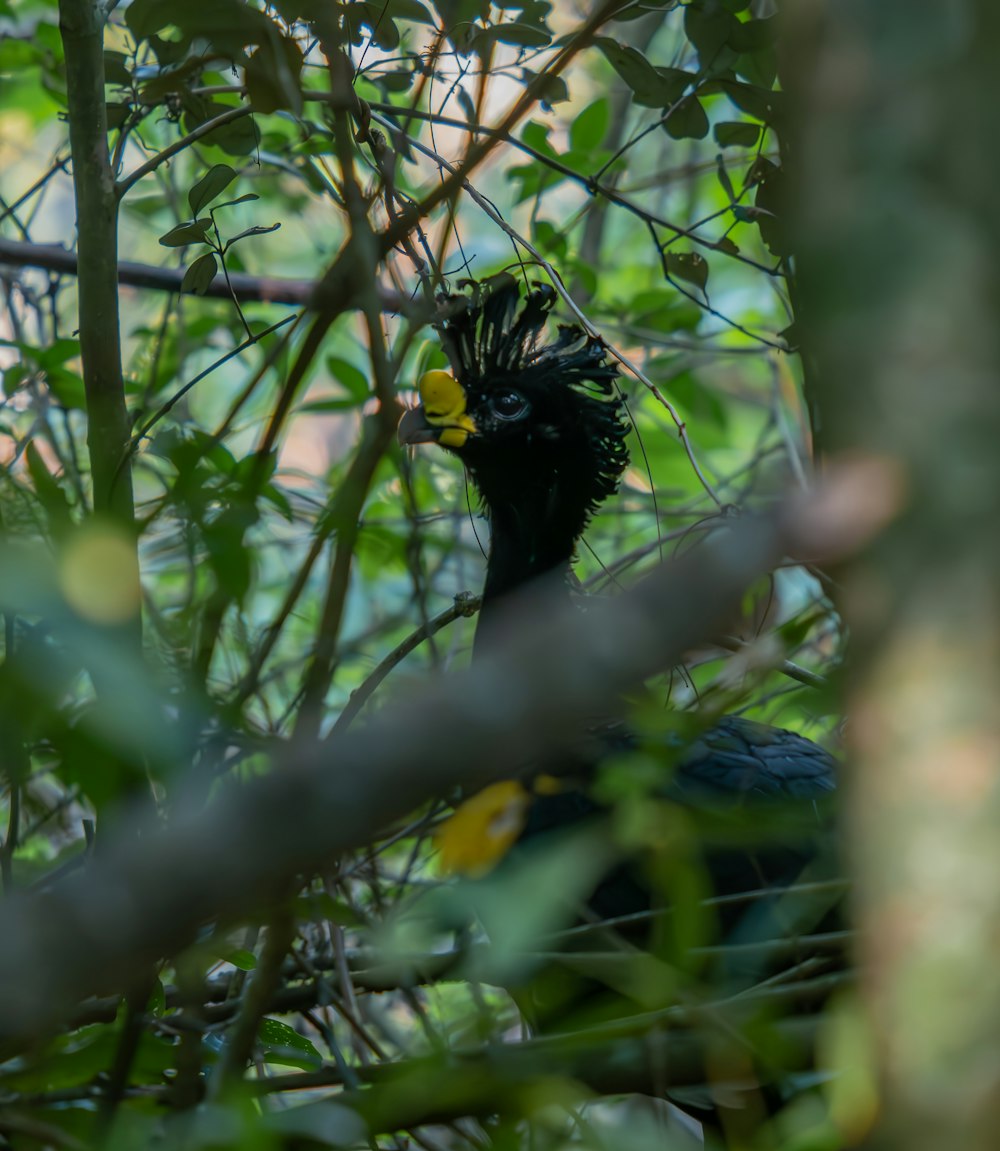 a black bird with a yellow beak in a tree