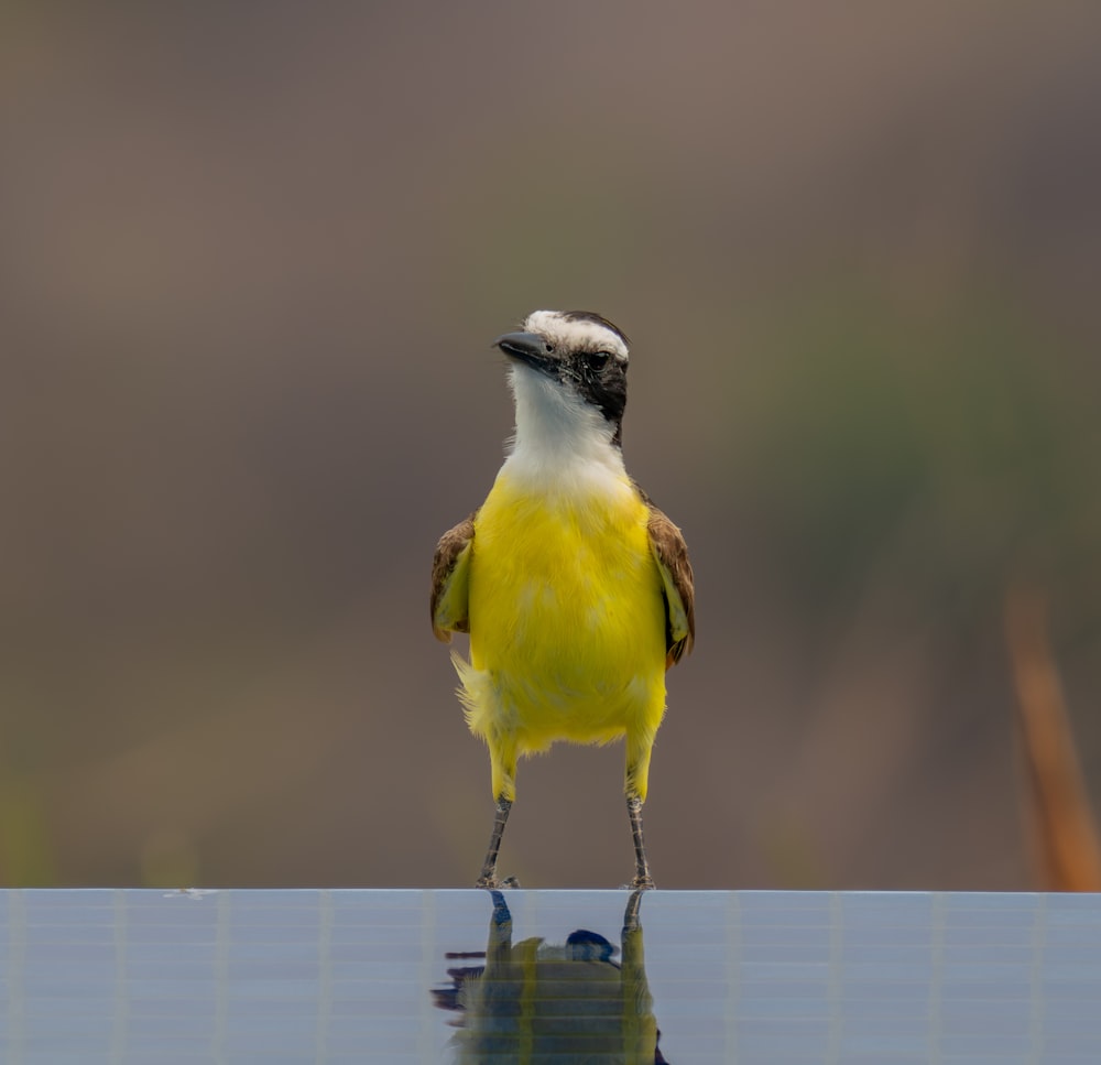 a yellow and white bird is standing on a table