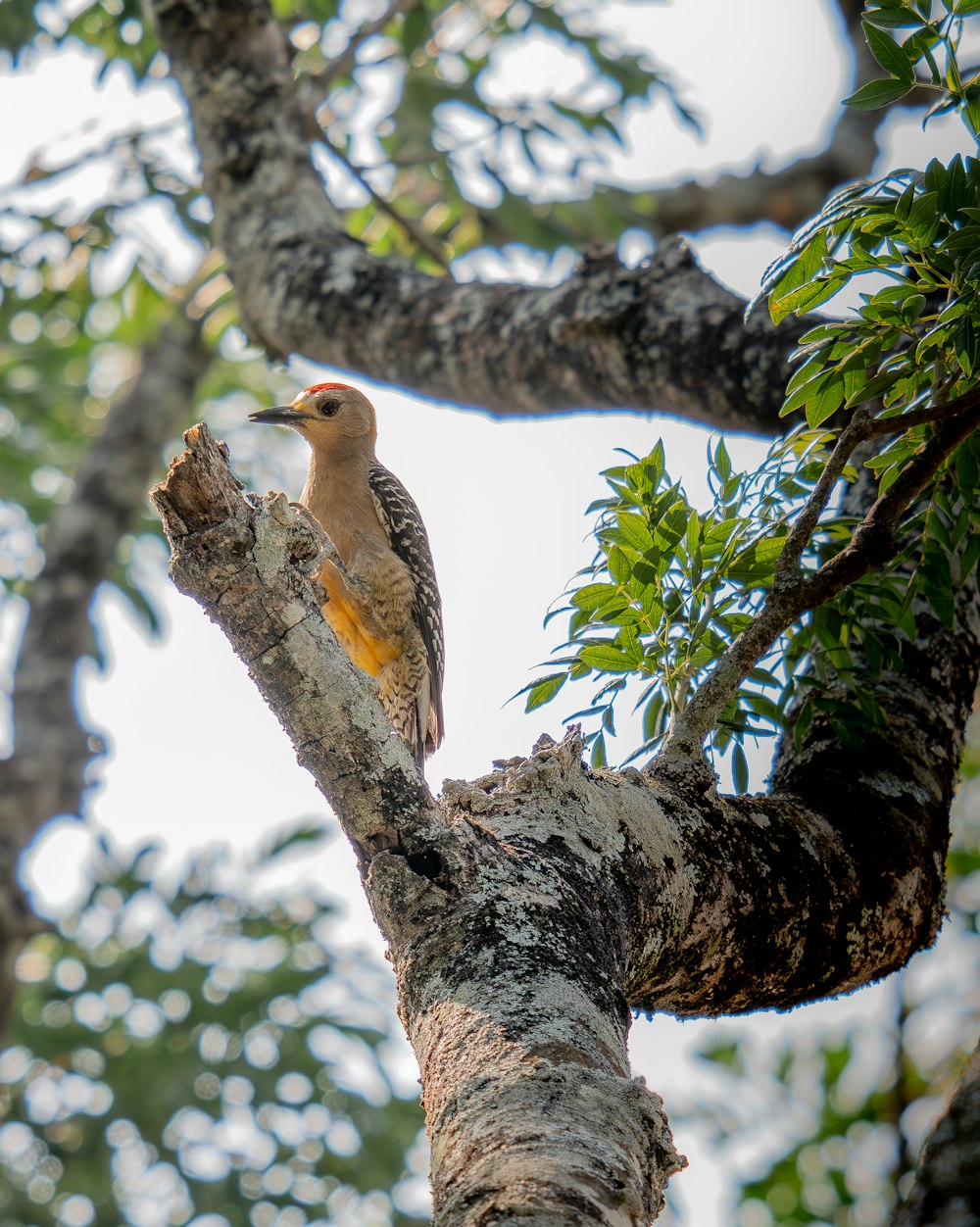 a bird is perched on a tree branch