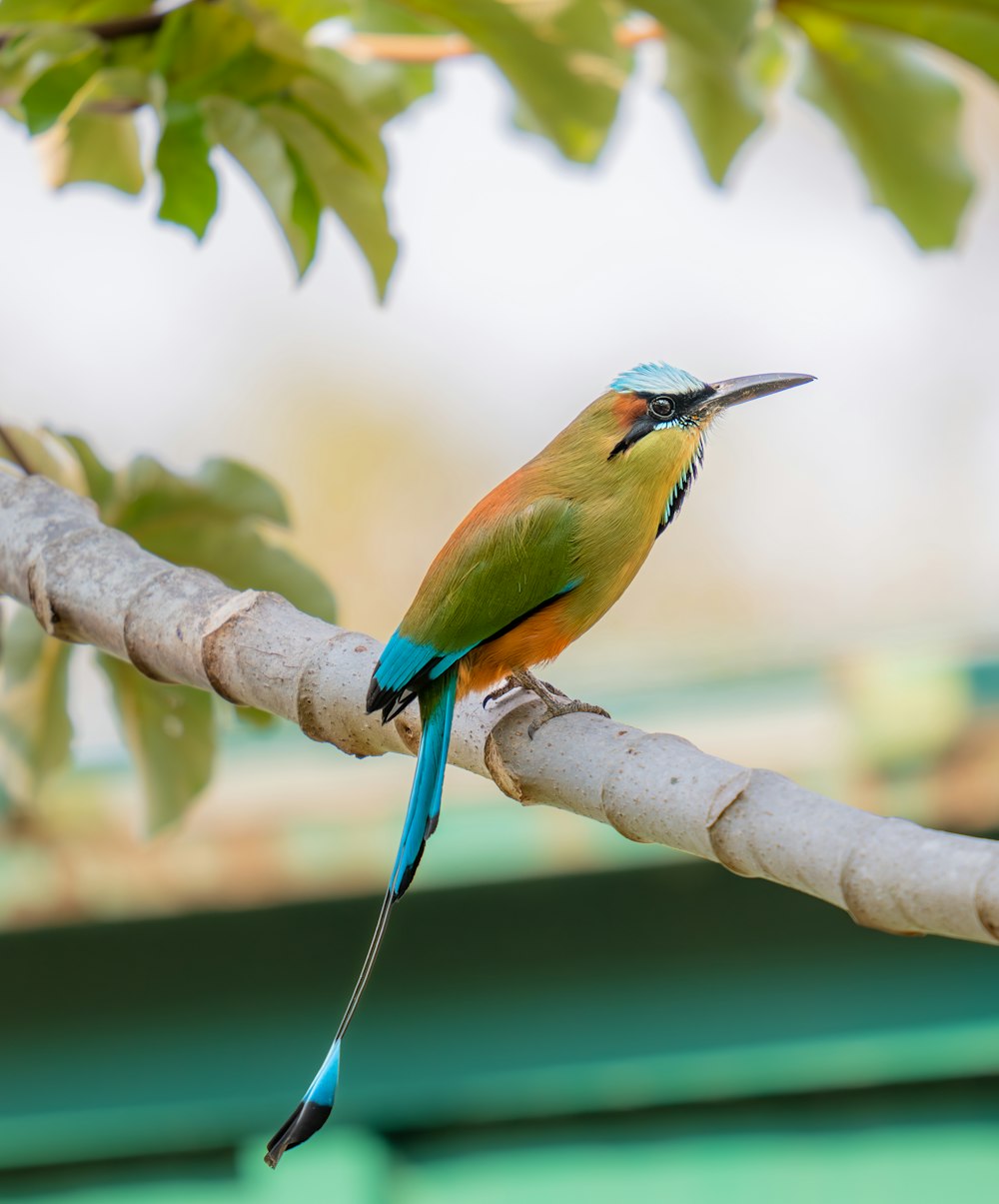 a colorful bird perched on a tree branch