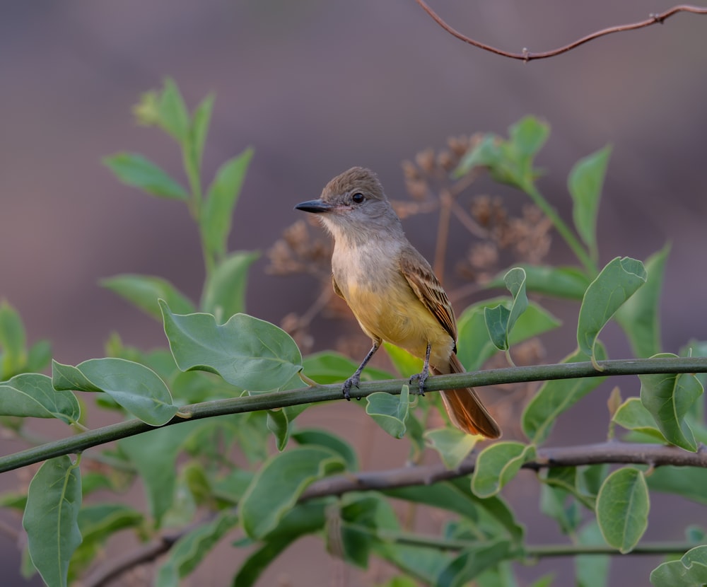 a small bird perched on a branch of a tree