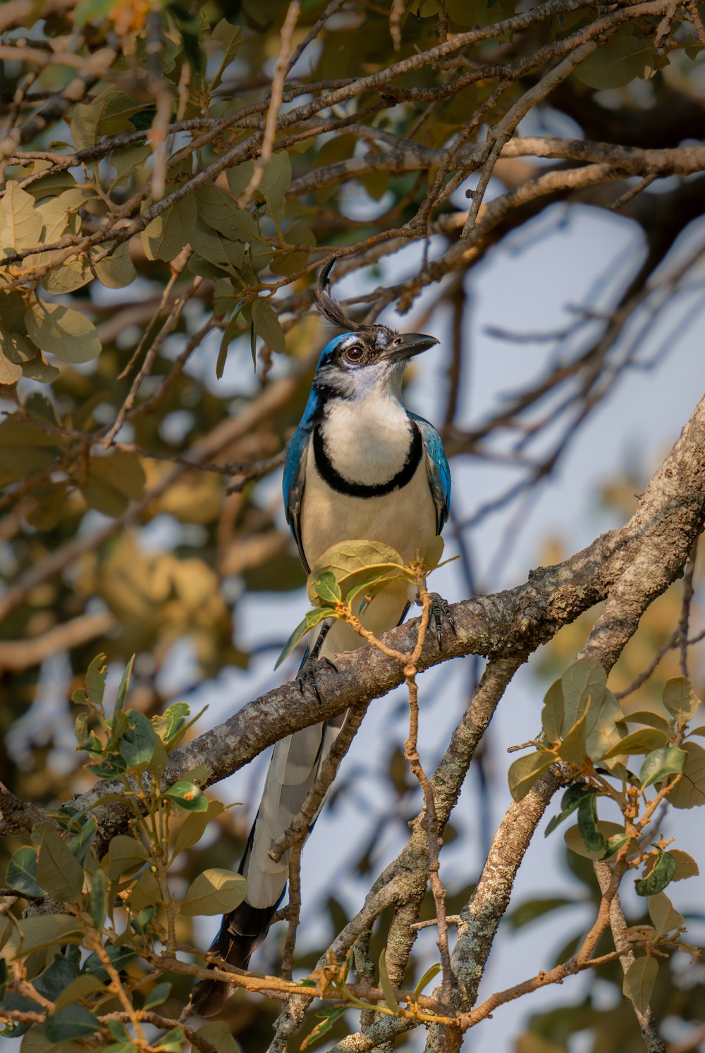Un uccello blu e bianco appollaiato su un ramo d'albero