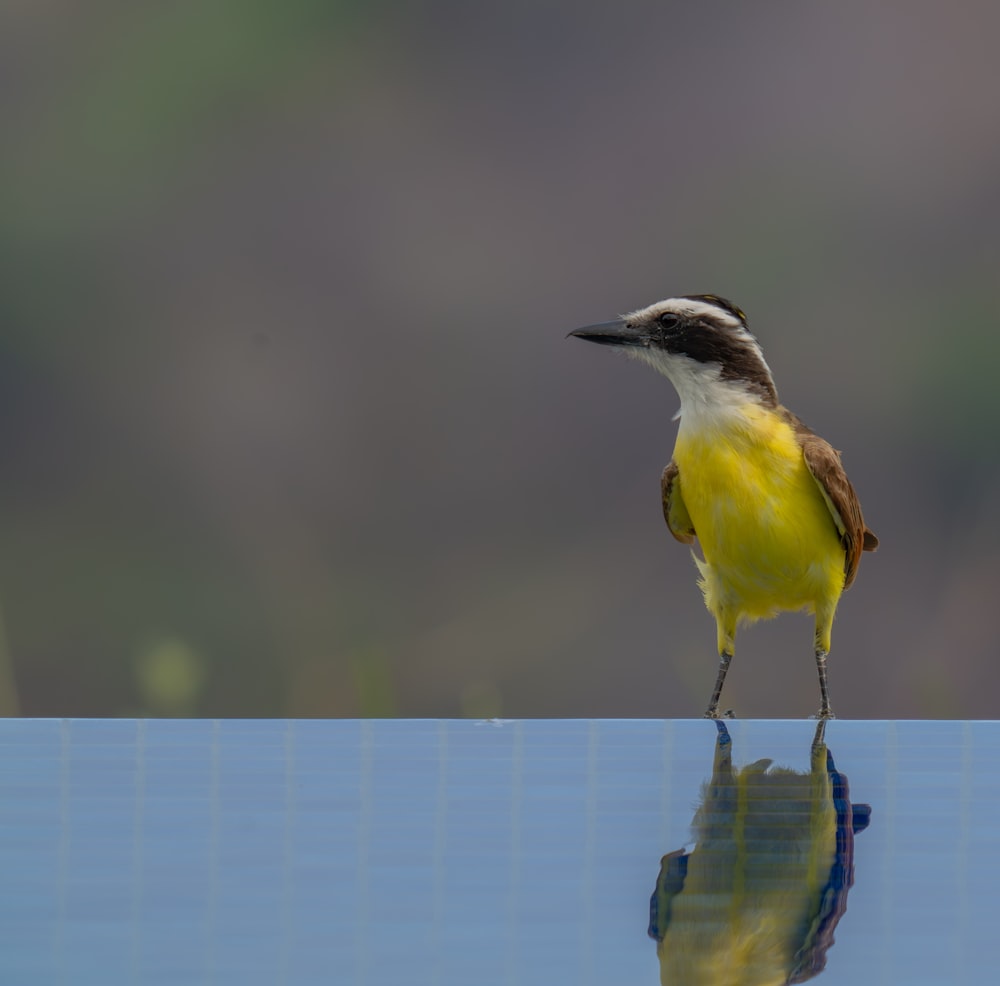 a small yellow bird standing on top of a blue surface