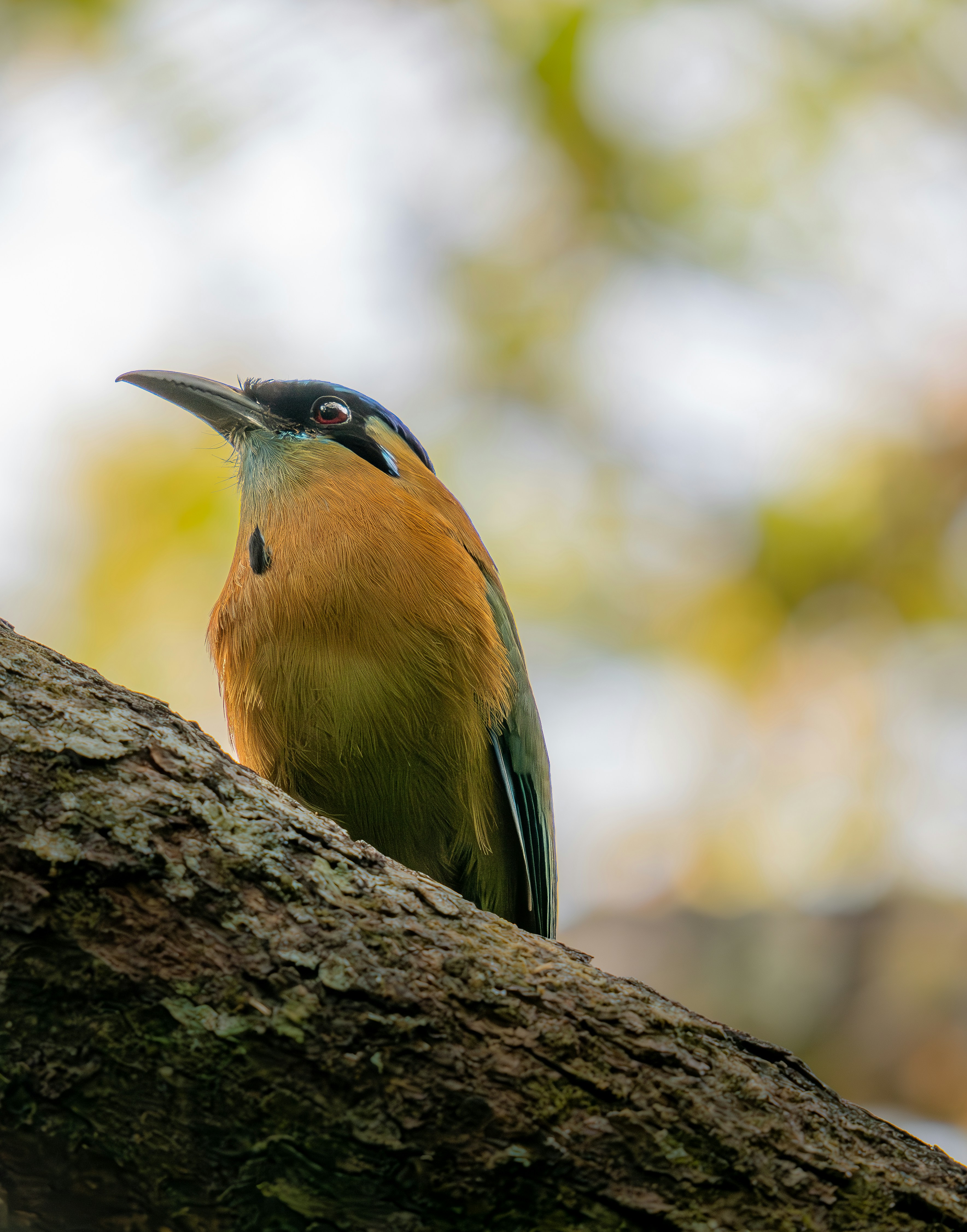 a colorful bird perched on a tree branch