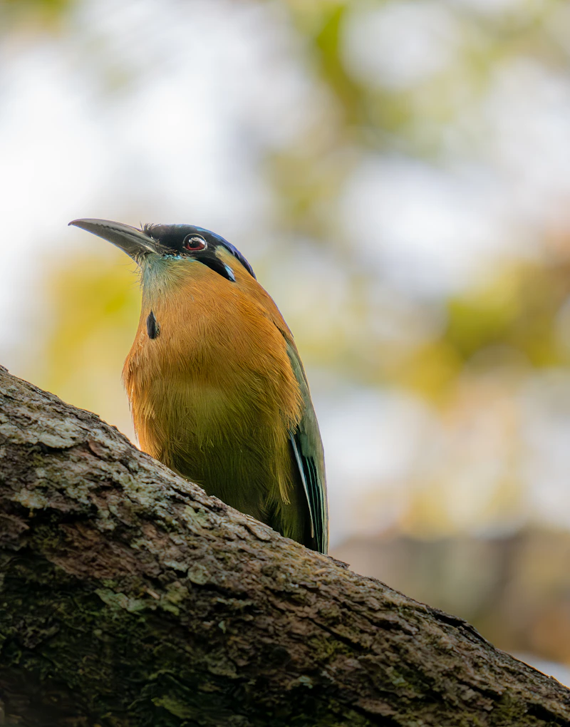 The torogoz, national bird of El Salvador