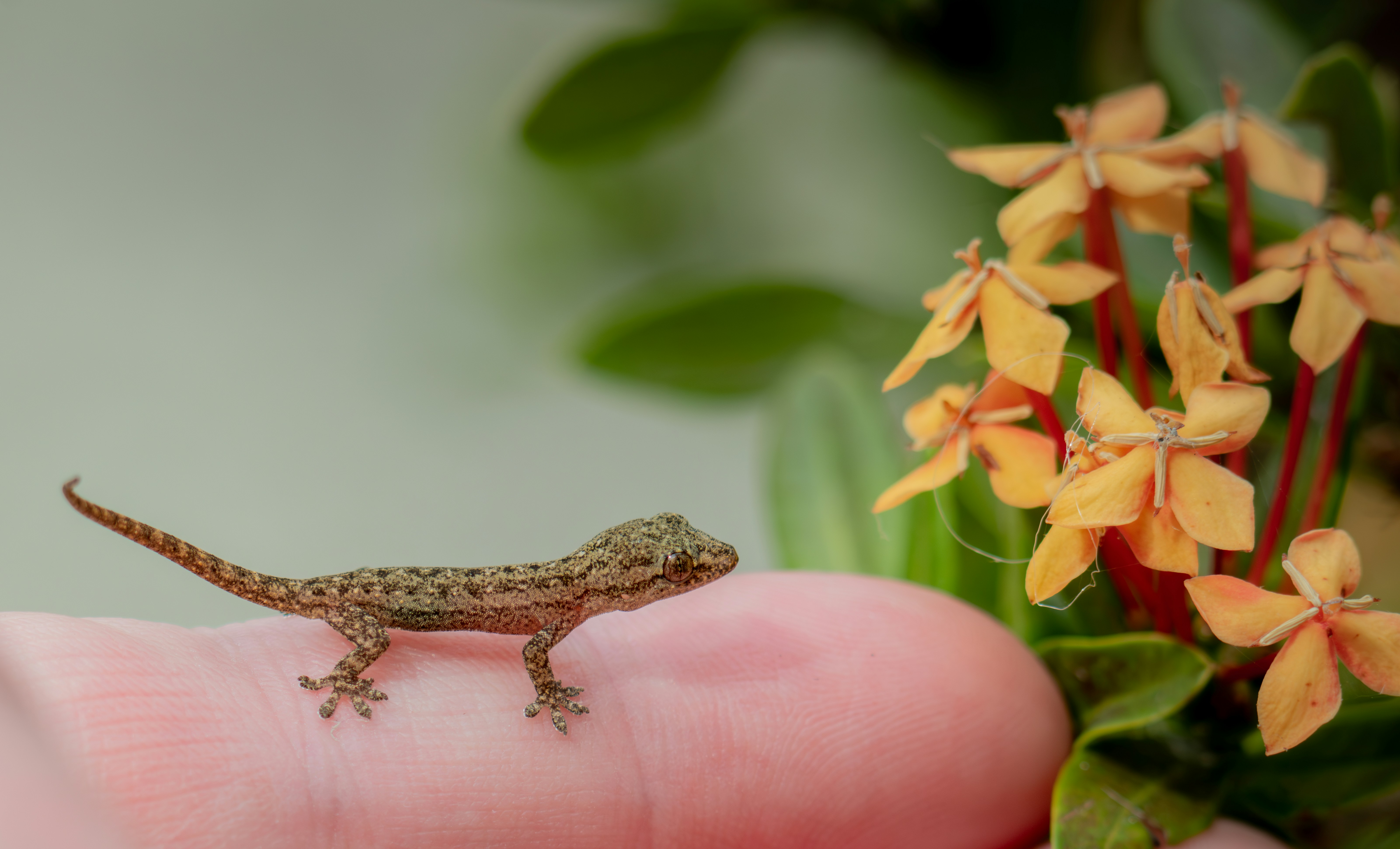 a small lizard sitting on top of a persons hand