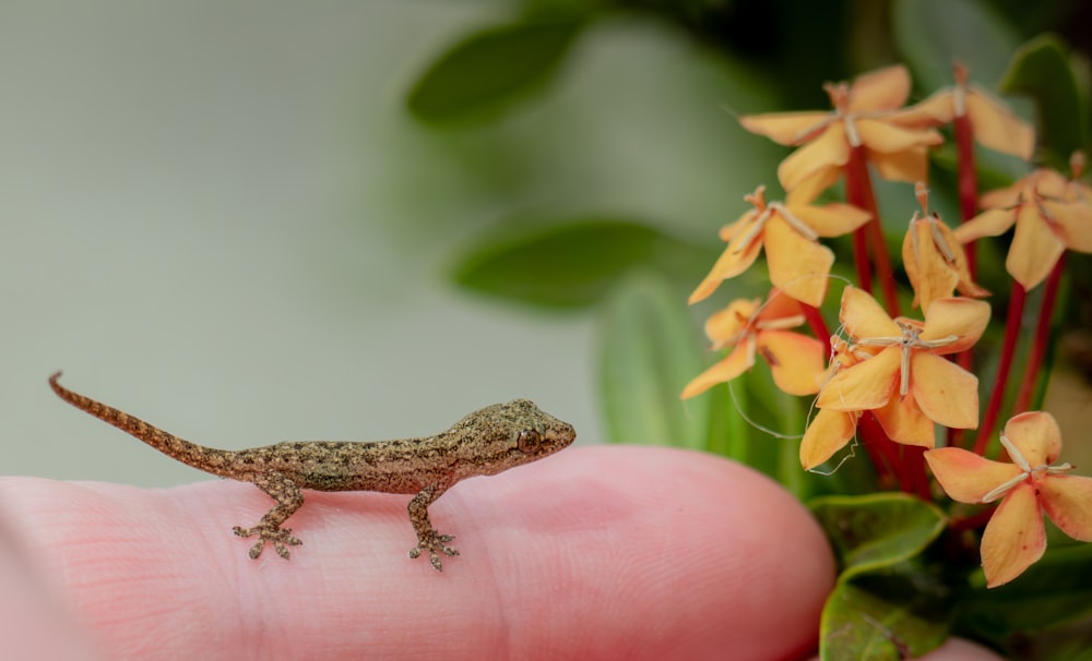 a small lizard sitting on top of a persons hand