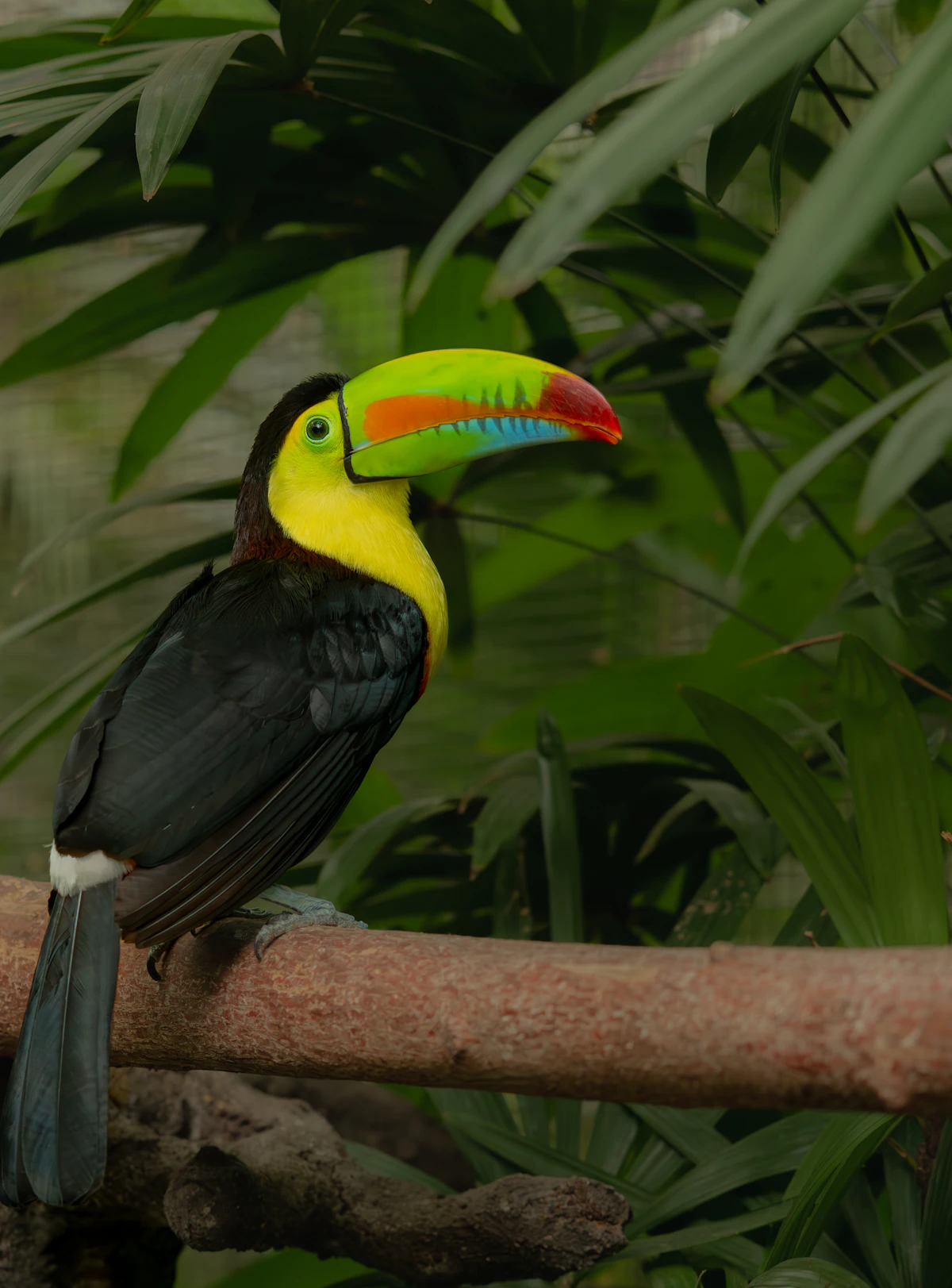 Colibrí cola rufa