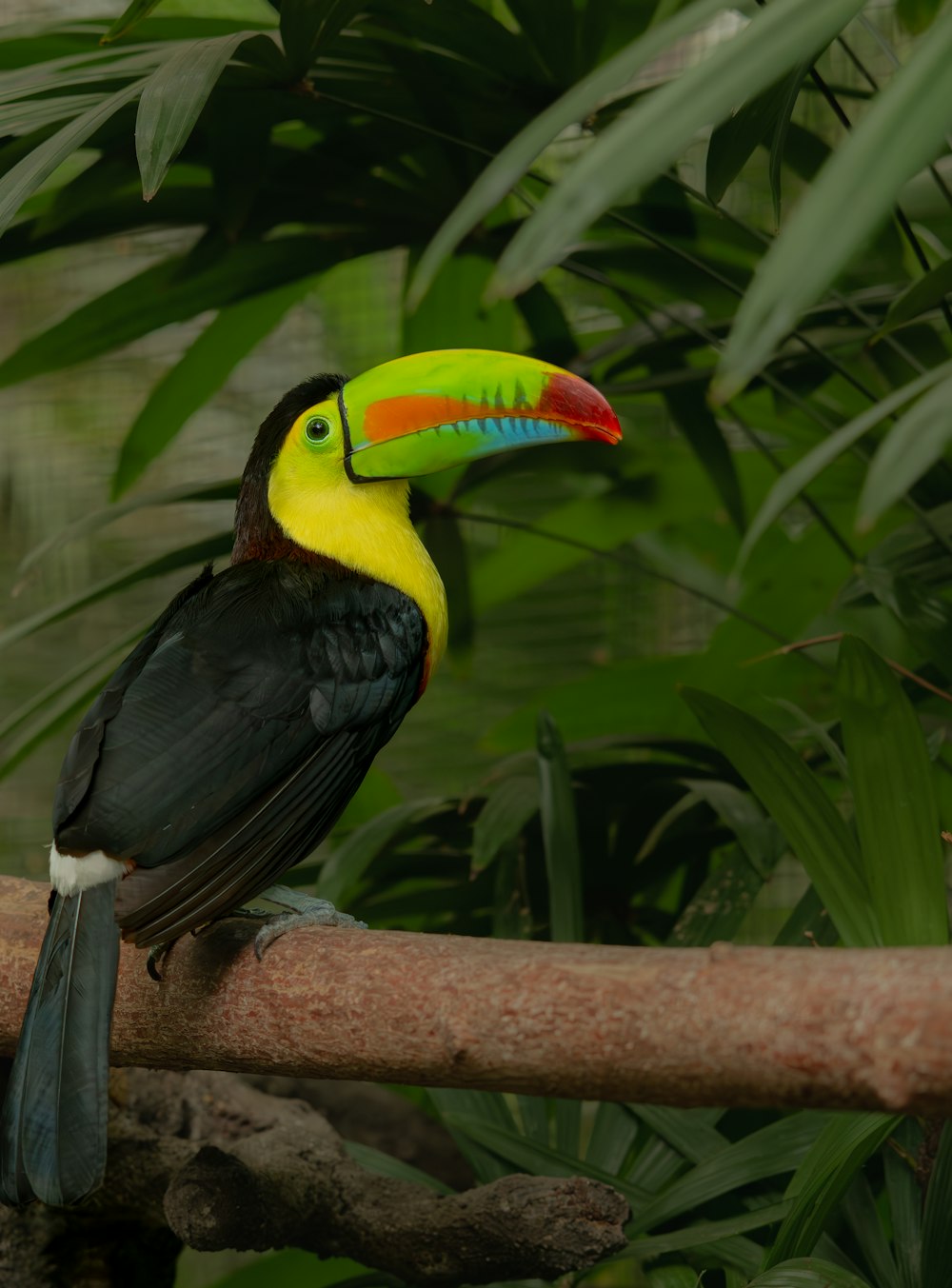 a colorful toucan sitting on a branch in a jungle