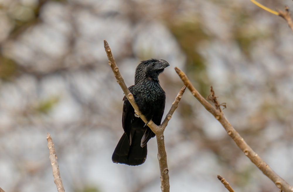 Un uccello nero seduto sulla cima di un ramo di un albero