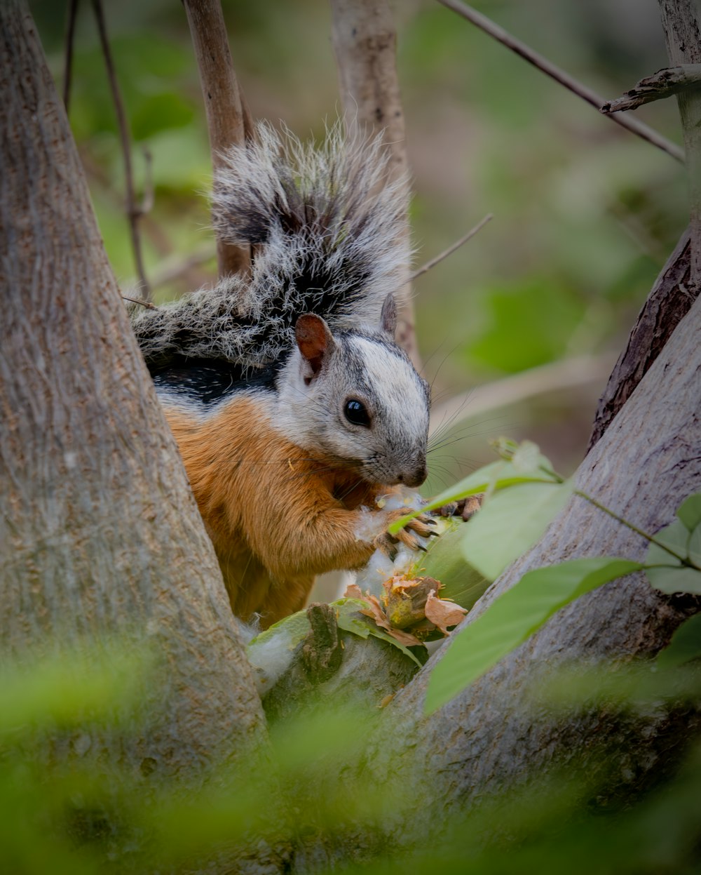 a squirrel eating a nut in a tree