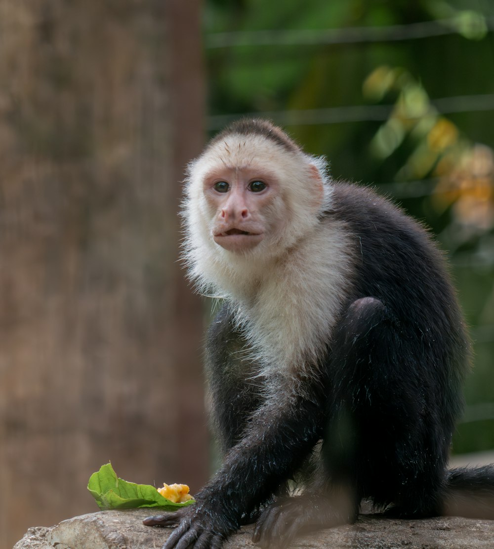 a white faced monkey sitting on top of a rock