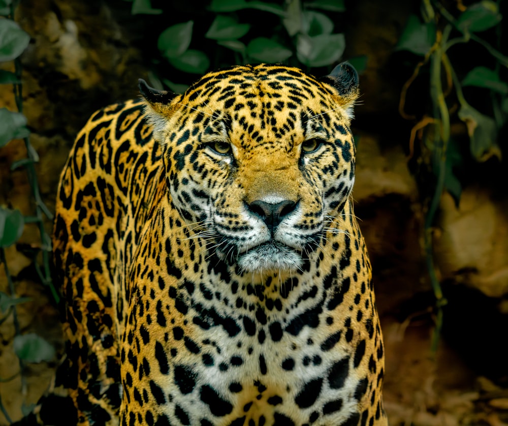 a close up of a leopard near some leaves