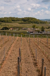 A picturesque rural landscape featuring a vineyard with rows of young grapevines planted in brown soil, supported by wooden stakes. In the background, there are hills covered with lush greenery, a cluster of rustic buildings, and a serene sky dotted with fluffy white clouds.