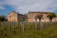 An old stone building with a tiled roof is situated amidst a vineyard. The vines are neatly arranged in rows, and the surrounding grass is lush and green. The sky is mostly blue with some white clouds, suggesting a clear day. The building's weathered exterior and traditional architecture give it a rustic charm.
