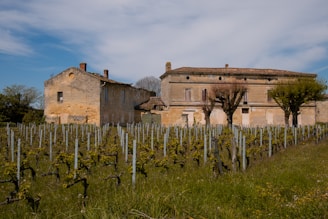 An old stone building with a tiled roof is situated amidst a vineyard. The vines are neatly arranged in rows, and the surrounding grass is lush and green. The sky is mostly blue with some white clouds, suggesting a clear day. The building's weathered exterior and traditional architecture give it a rustic charm.