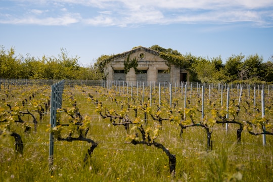 A vineyard with neatly arranged rows of grapevines under a clear blue sky. In the background, an old stone building with the word 'Couver' partially visible, which appears to be overgrown with vegetation. The setting is peaceful and natural, with green grass covering the ground.