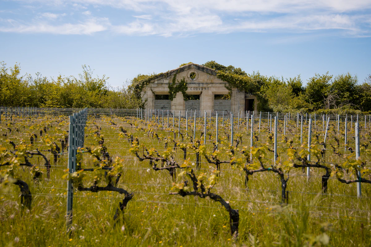 Des rangs de vieilles vignes au printemps devant un bâtiment en pierre, sous un ciel dégagé