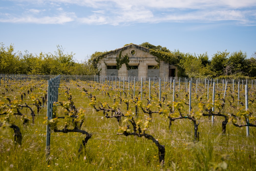 a building in the middle of a field of vines