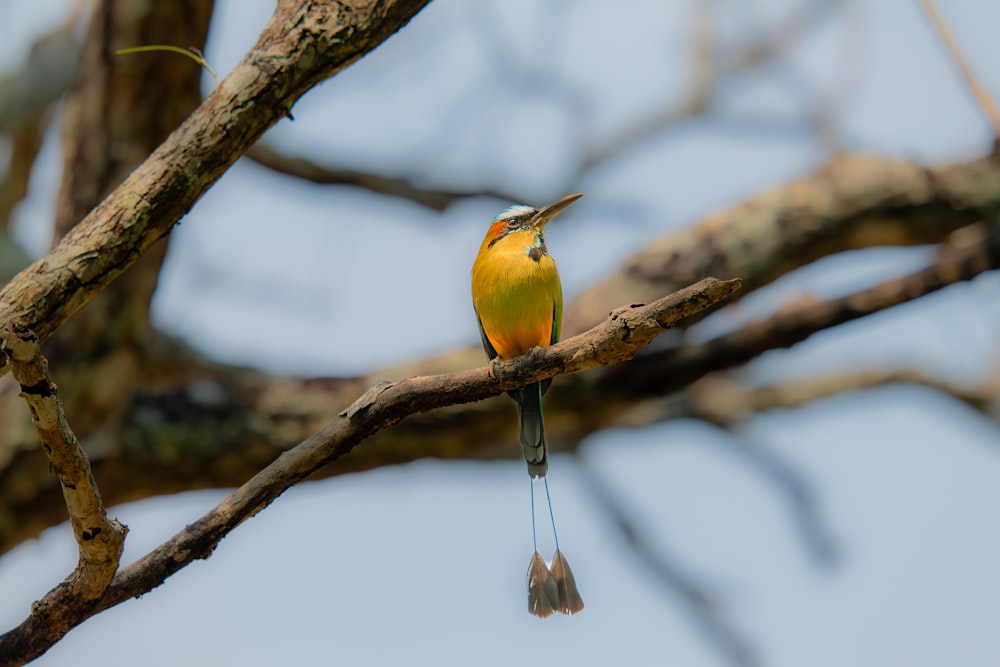 un piccolo uccello giallo seduto sulla cima di un ramo di un albero