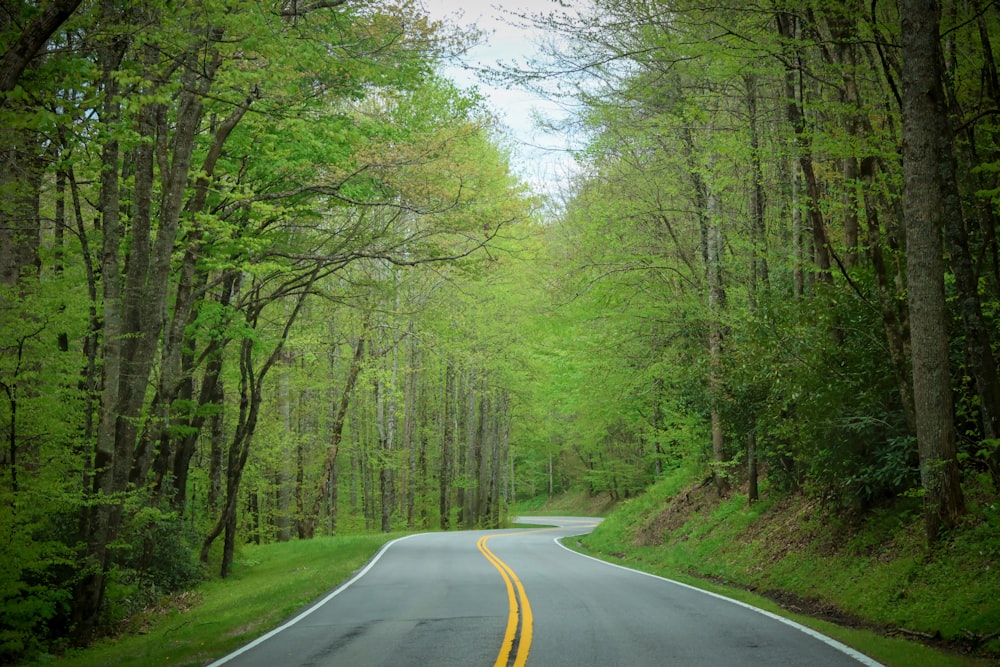 a road in the middle of a forest lined with trees