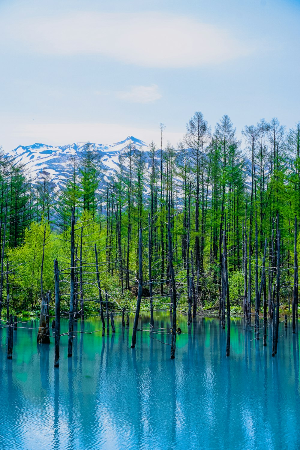 a body of water surrounded by trees and mountains