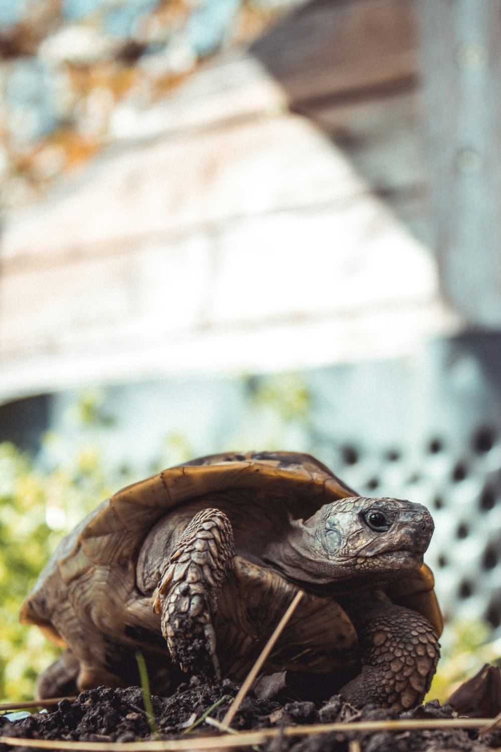 a tortoise sitting on the ground in a garden