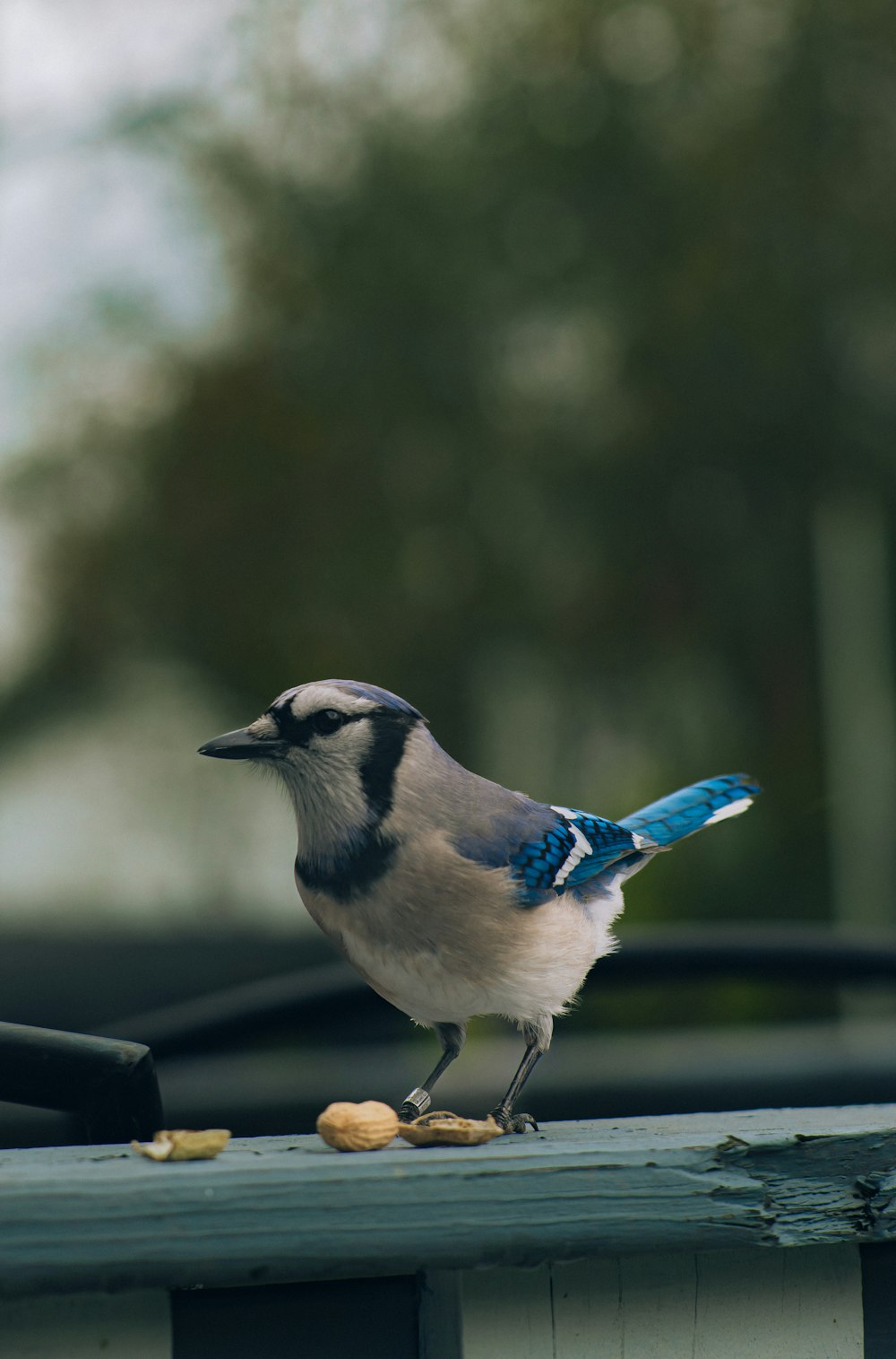 a blue and white bird eating peanuts on a roof