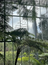 A lush indoor garden filled with tall ferns and greenery, set against large glass windows that allow natural light to illuminate the space. The foliage creates a serene and verdant atmosphere, with various shades of green visible throughout the scene.