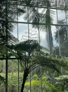 A lush indoor garden filled with tall ferns and greenery, set against large glass windows that allow natural light to illuminate the space. The foliage creates a serene and verdant atmosphere, with various shades of green visible throughout the scene.