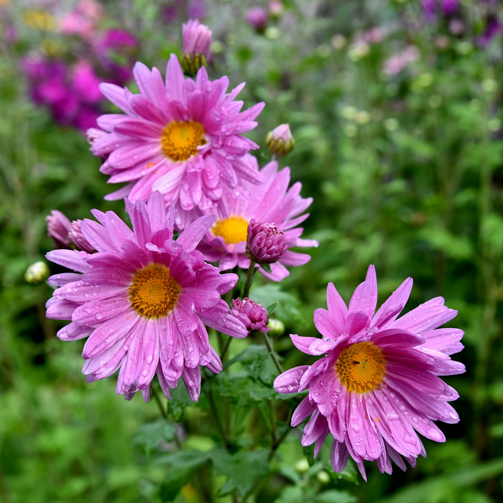 Un mazzo di fiori viola in un campo