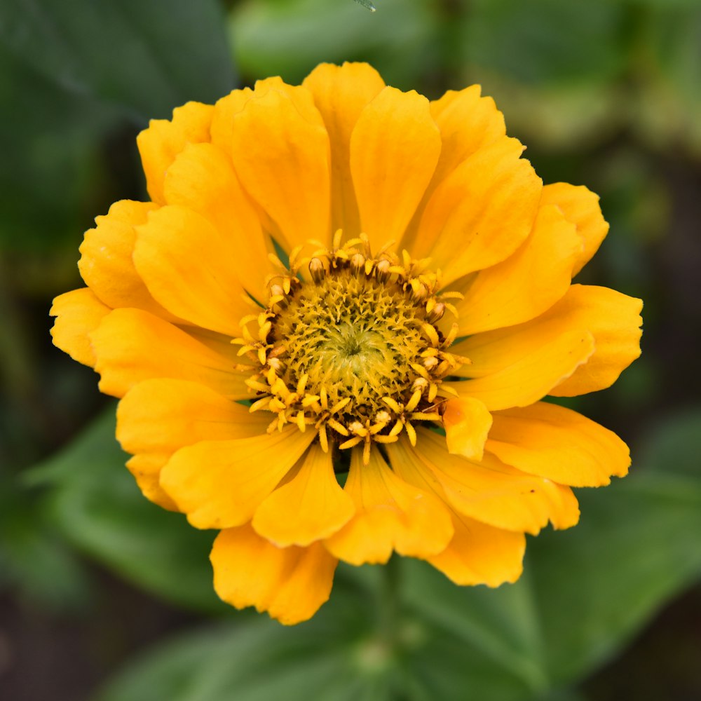 a yellow flower with green leaves in the background