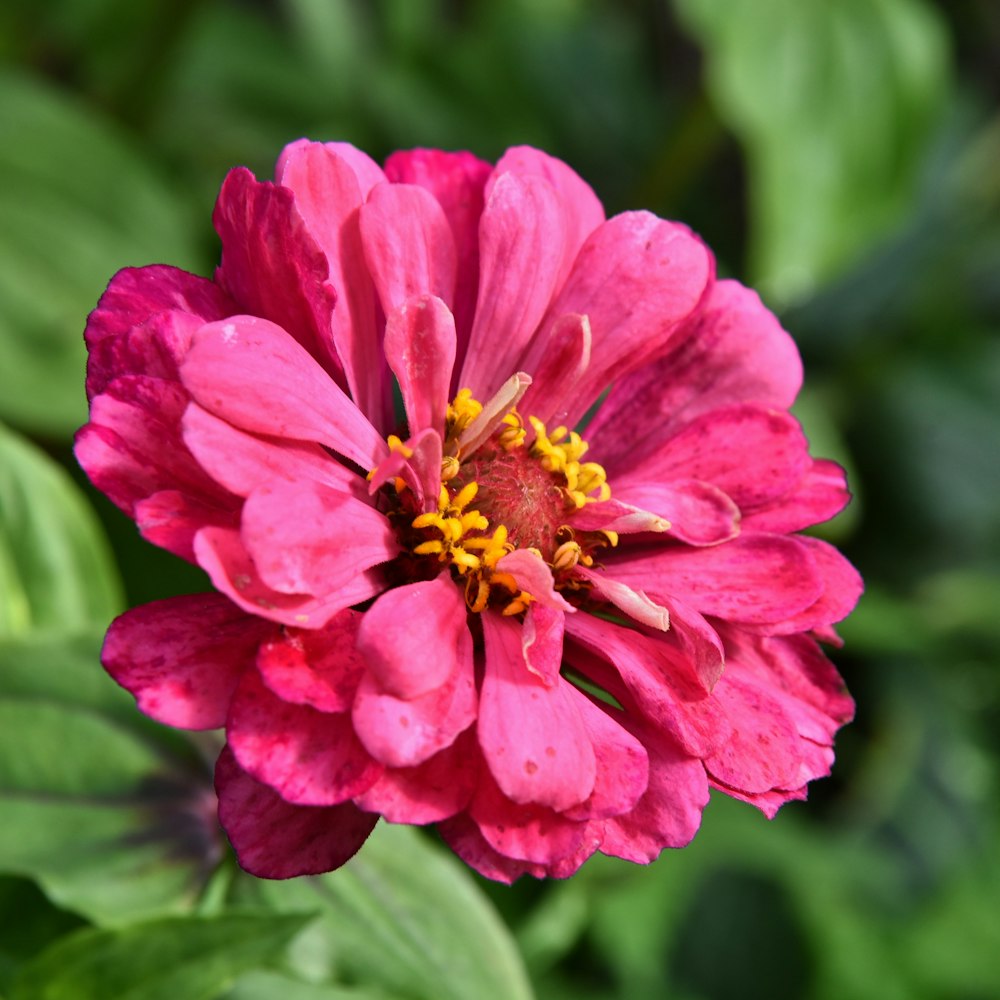 a pink flower with green leaves in the background