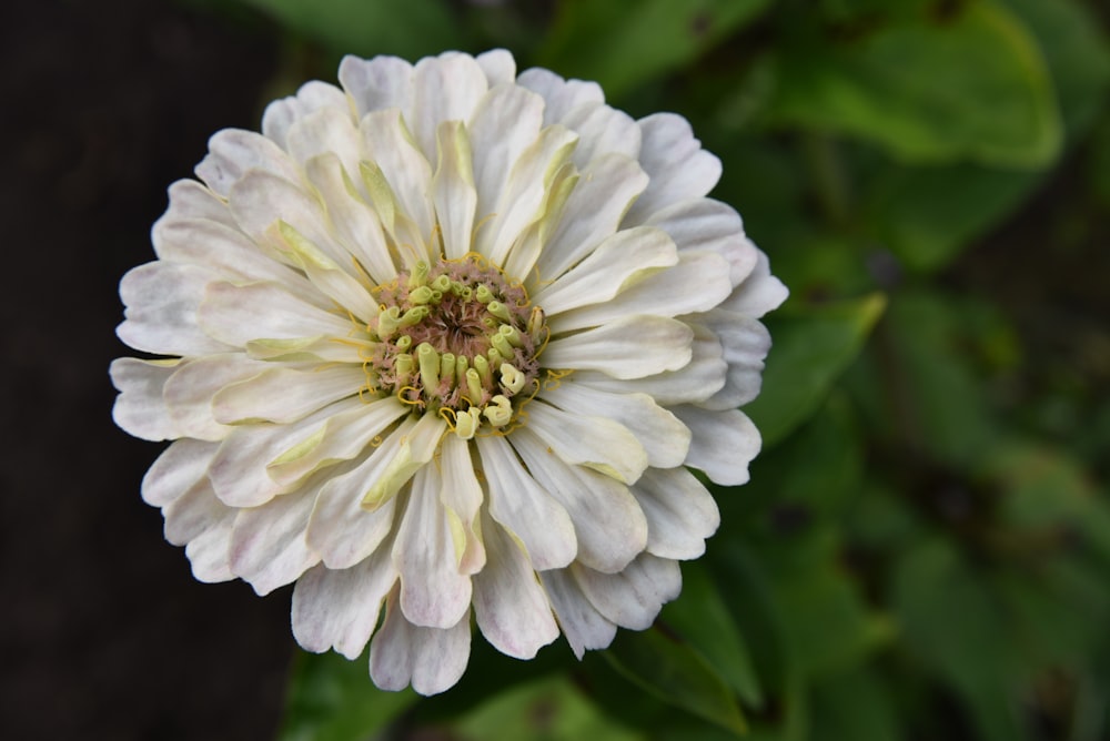 a close up of a white flower with green leaves