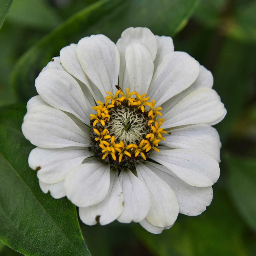 a white and yellow flower with green leaves