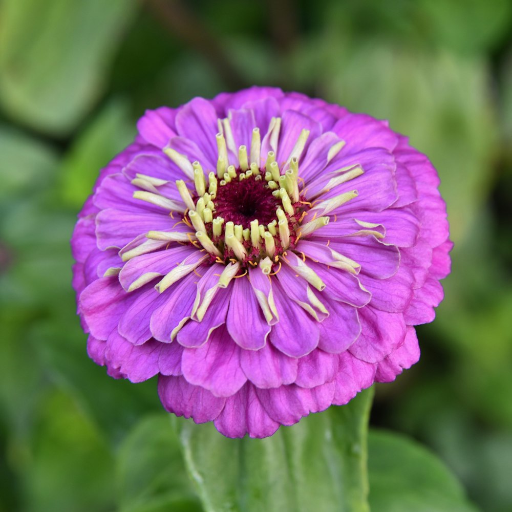a close up of a purple flower with green leaves in the background