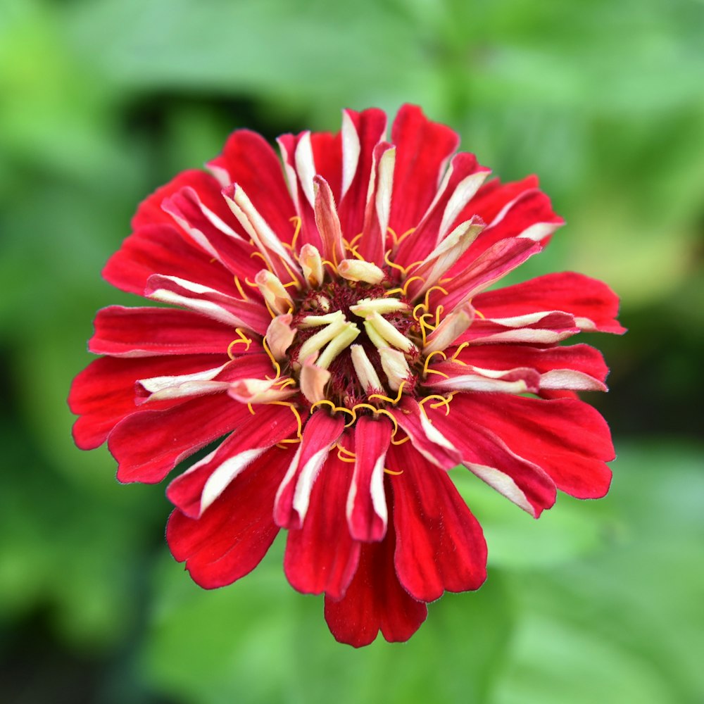 a red and white flower with green leaves in the background