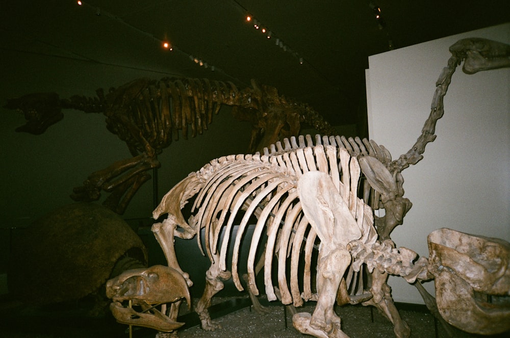 a skeleton of a dinosaur in a museum