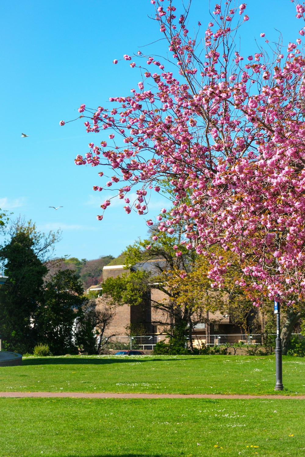 a tree with pink flowers in a park