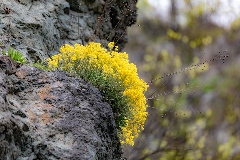 a plant growing out of the side of a rock