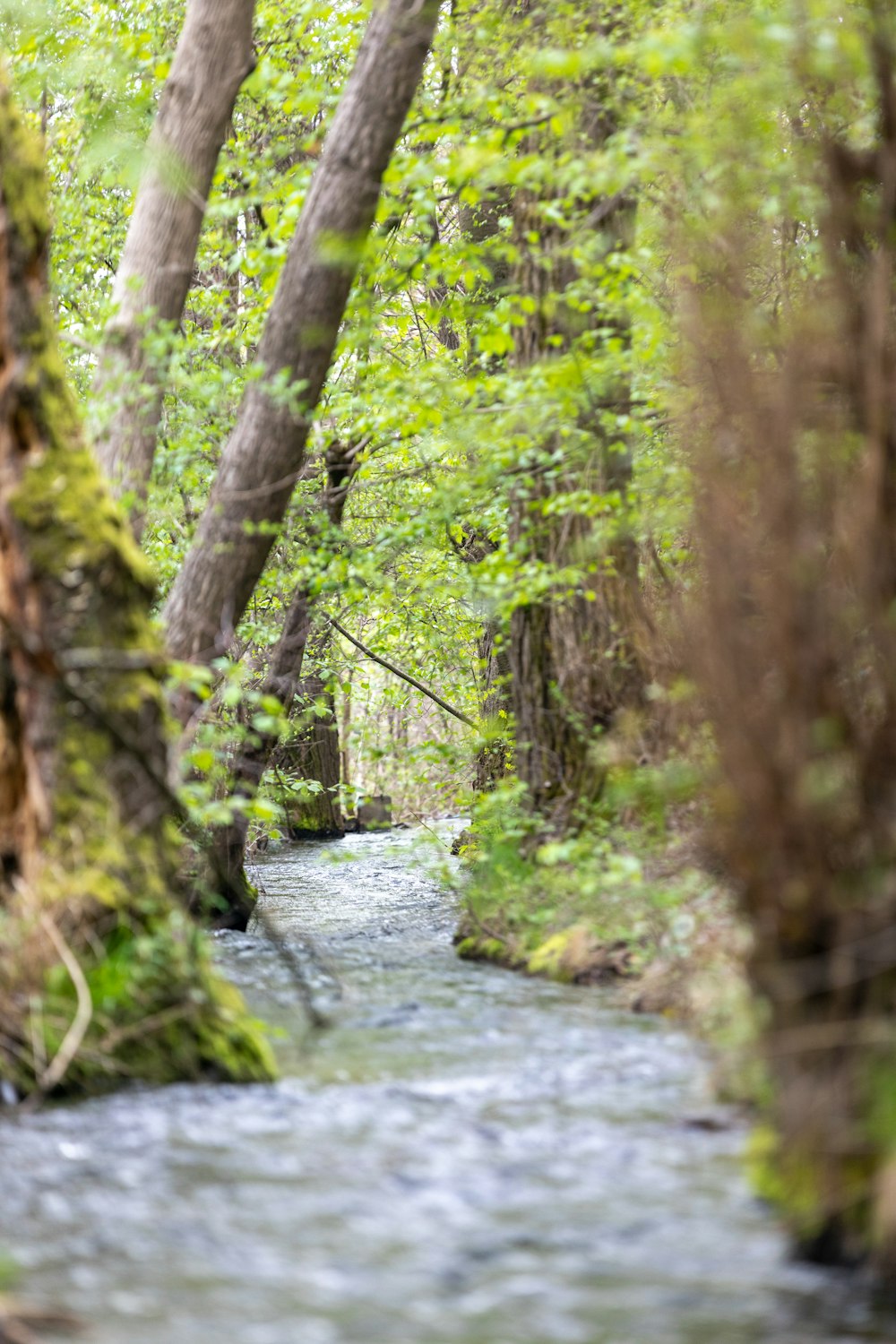 a stream running through a lush green forest