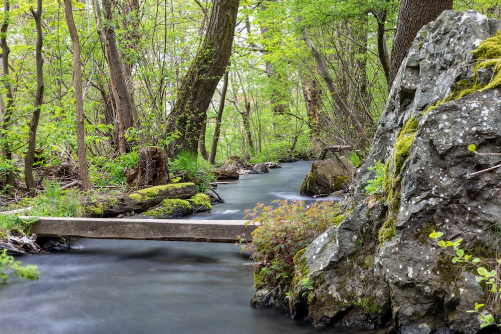 a stream running through a lush green forest